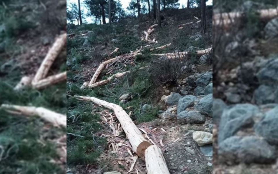 Kırkkavak'ta mermer ocağı için ağaç kesimine başlandı