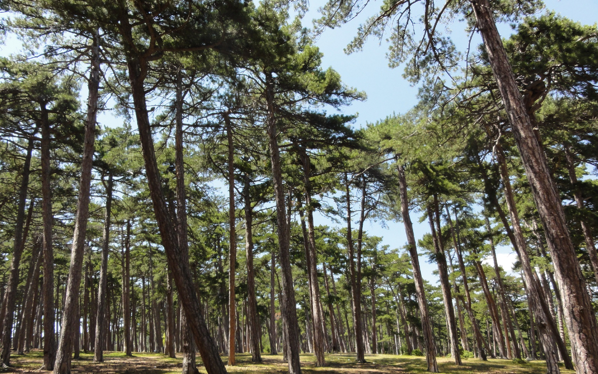 İzmir'de ormanlık alanlara girişler yasaklandı