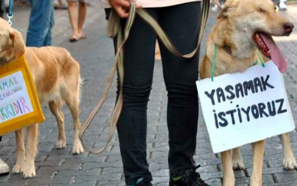 Bodrum'da zehirli kıyma ile hayvan cinayeti!