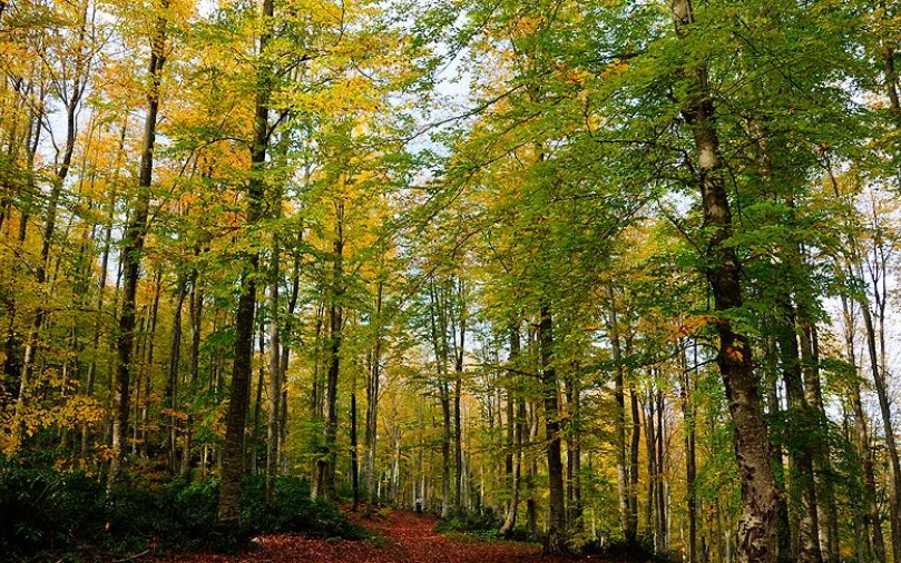 Kastamonu’da ormanlık alanlara girişler yasaklandı