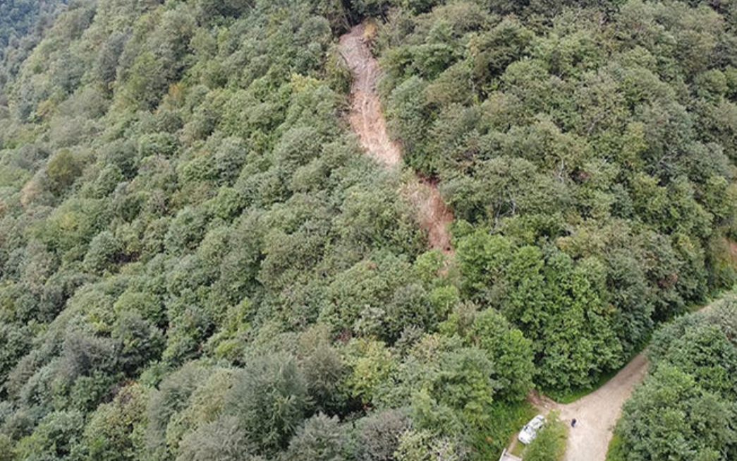 Define arayan kişiler, ormanda iş makineleriyle yol açtı