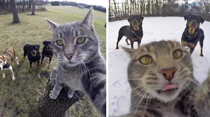 Şans eseri selfie çekmeyi öğrenen Kedi Manny internet fenomeni oldu