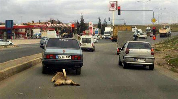  Tekirdağ’da köpeğe işkence: Otomobilin arkasına bağlayarak metrelerce sürükledi!