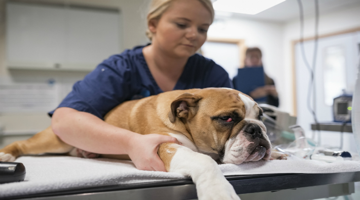 Köpeğini döven kişiye 6 ay hapis