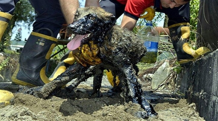 Zonguldak'ta zifte yapışan köpek için kurtarma operasyonu 