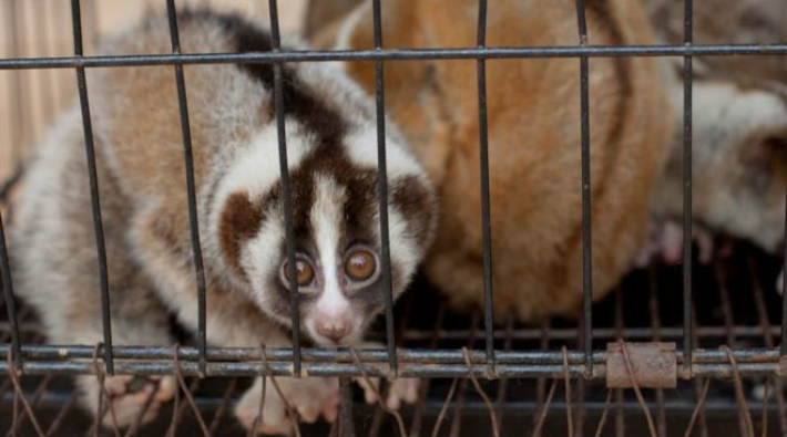 Facebook'ta 'sevimli evcil hayvan' olarak satılan 34 yavaş loris kurtarıldı