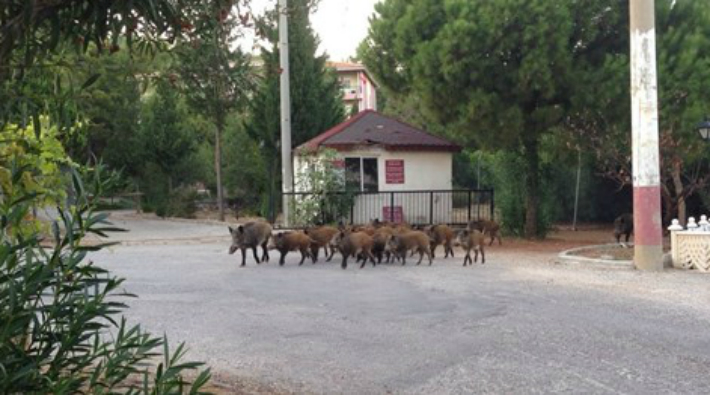 Marmaris'te aç kalan domuz sürüsü kent merkezine indi