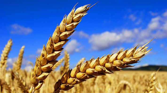 Kendi ekmeğimizi bile yapamıyoruz: Buğday ithalatı yüzde 234 arttı!
