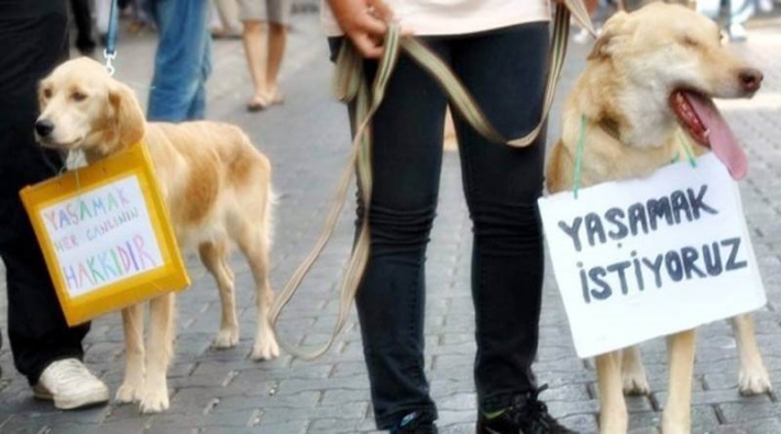 Ankara'da hayvan katliamı: 30 köpek ve 2 kedi ölü bulundu