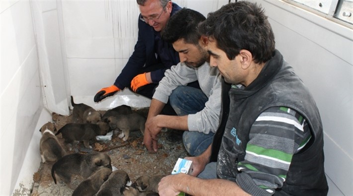 Annesinin terk ettiği yavru köpeklere inşaat işçileri bakıyor