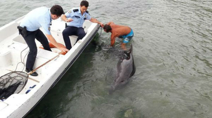 Avcılar'da karaya vuran yaralı bir yunus tedavi edilerek tekrar denize bırakıldı