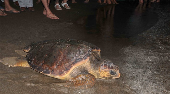 Beş kilo bozuk para yutan kaplumbağaya operasyon