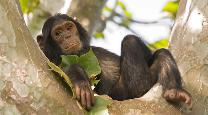 Şempanzelerin yuvası insan yatağından temiz 