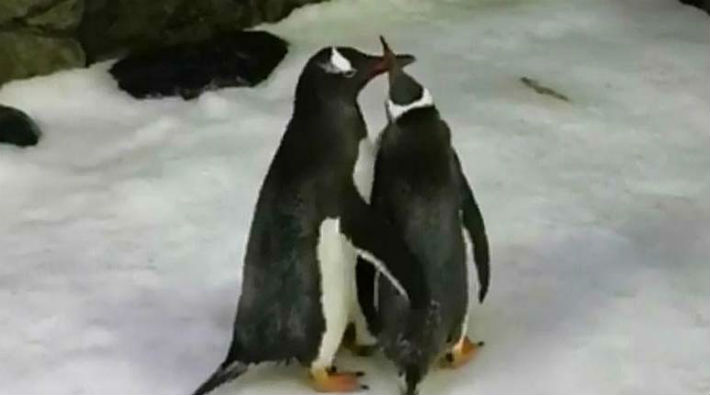Eşcinsel penguenlerin yavruları oldu