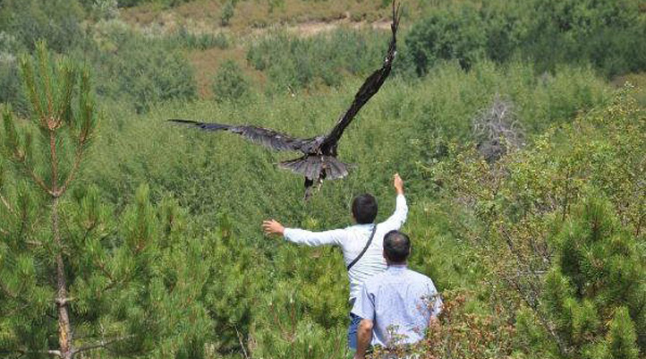 Yaralı halde bulunan 2 'Kara Akaba' tedavi edildikten sonra tekrar özgürlüğüne kavuştu