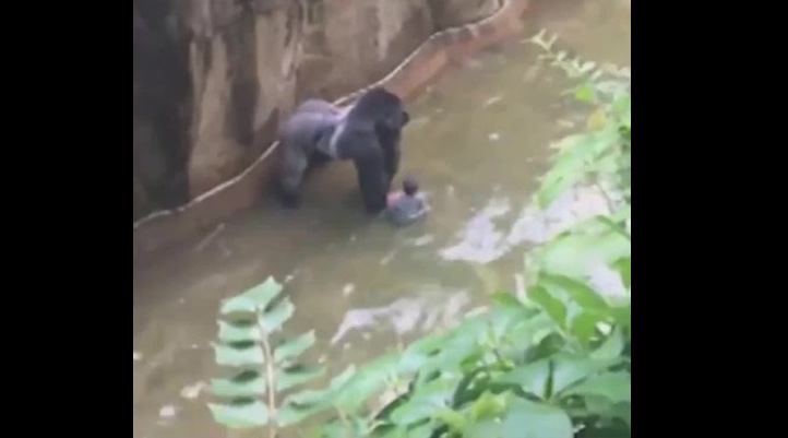 ABD'de Cincinati Hayvanat Bahçesi'nde yanına çocuk düşen goril Harambe vurularak öldürüldü