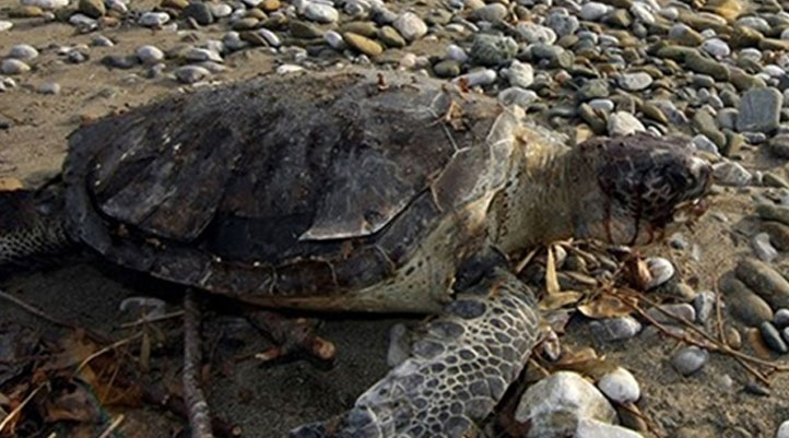 Fethiye'de bir caretta caretta başı ezilerek öldürüldü