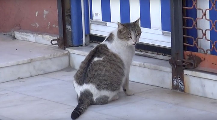 Doğum sancısı başlayan kedi Aile Sağlığı Merkezi'ne gitti