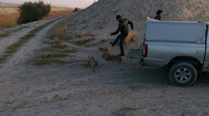 Bakımevi çalışanları çok sayıda yavru köpeği tekmeleyerek katletti