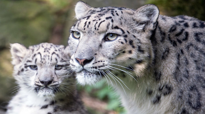 Kar leoparı neslini korumayı başardı