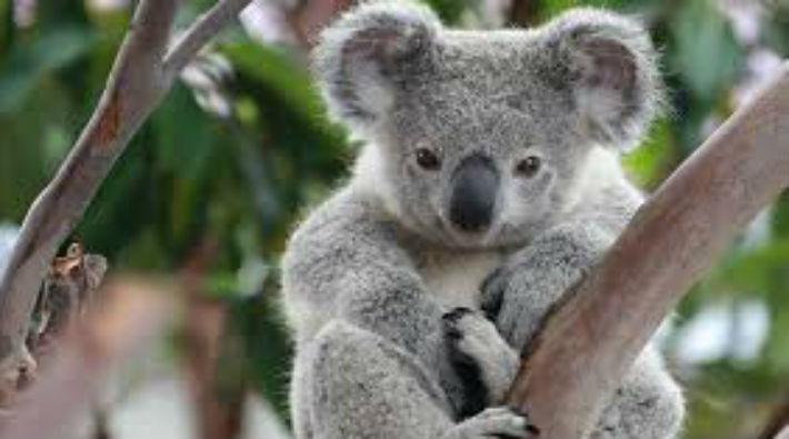 Koalaların nüfusu tehlikede