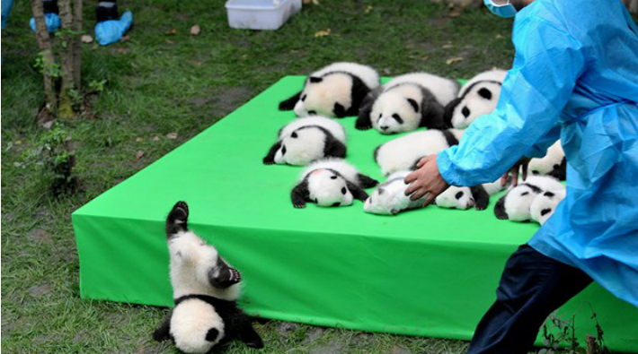 Çin'de yeni doğan 23 panda görücüye çıktı