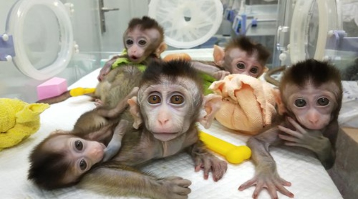 Çin'de ilk kez genetiği değiştirilmiş primat klonlandı