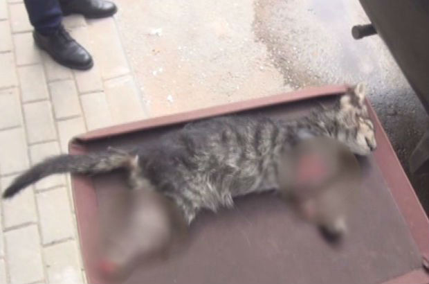 Sakarya'dan sonra Bursa: Yavru kedinin ayakları kesildi
