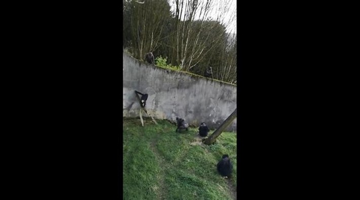 Hayvanat bahçesine hapsedilen şempanzeler bahçedeki ağaç dalını merdiven yapıp kurtuldu