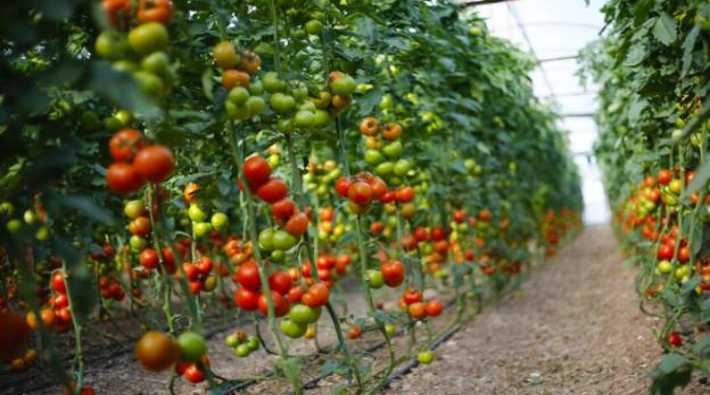 Ukrayna, Türkiye'den gönderilen 17 ton domatesi ülkeye almadı