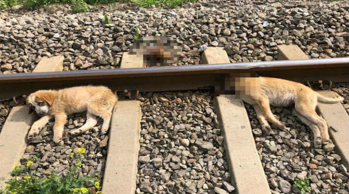 Vahşet: Yavru köpekleri demiryoluna bağladılar!