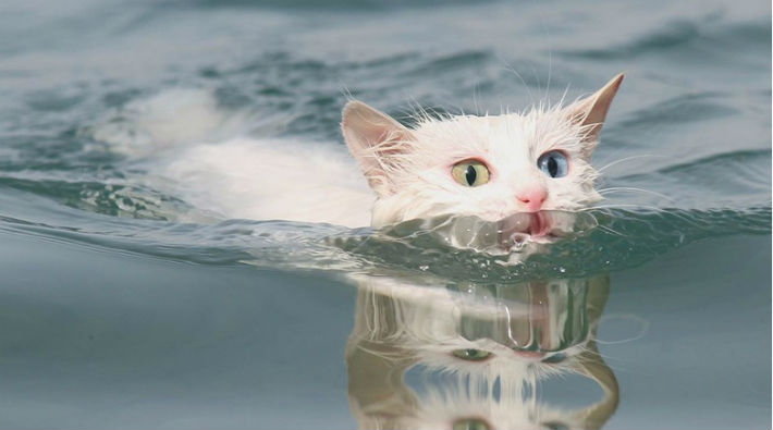 Van kedileri artık yaz kış yüzebilecek